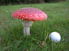 Fliegenpilz auf dem Golfplatz St. Wendel